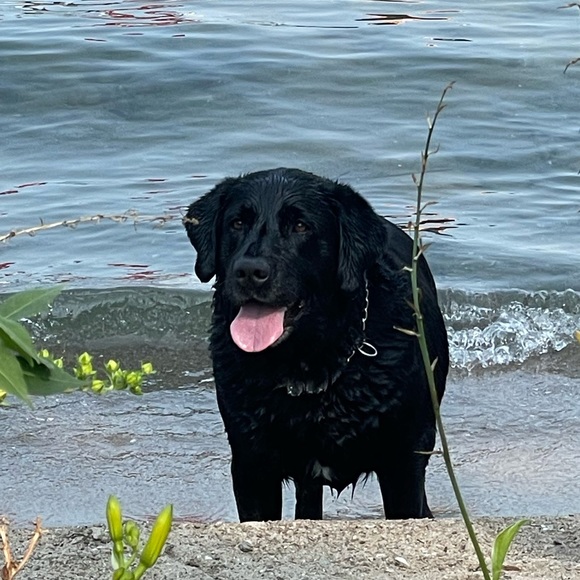 Meet your Posher, G-Ma - Picture 1 of 1